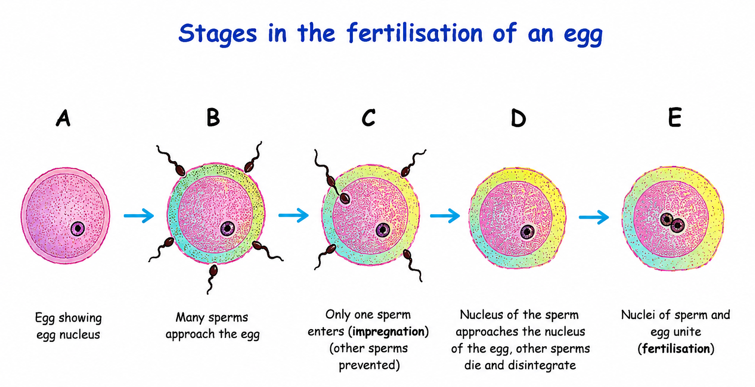 Fig. 11.5 Stages in the fertilisation of an egg